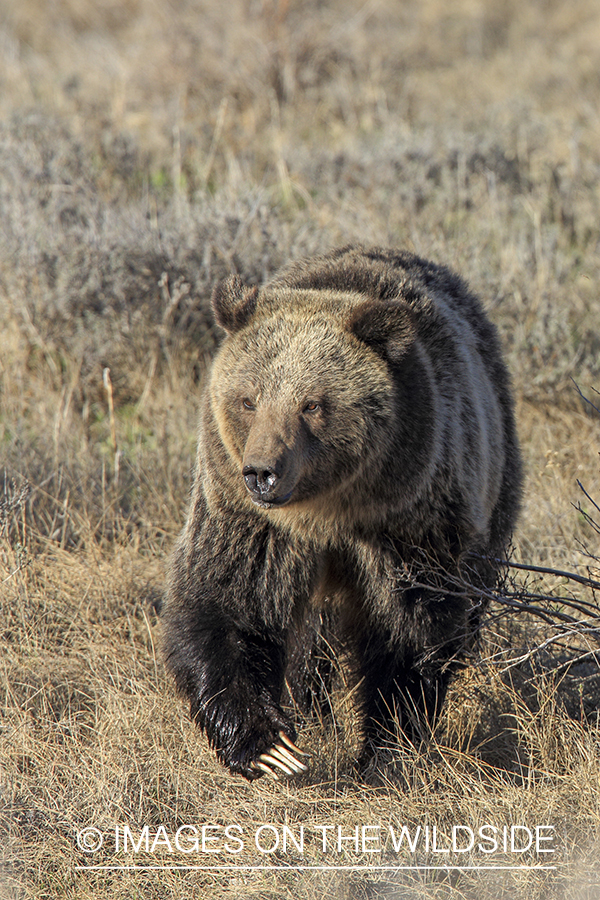 Grizzly Bear in habitat.