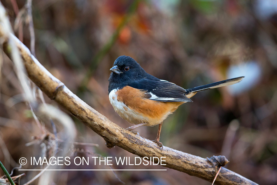 Eastern towhee in habitat. 