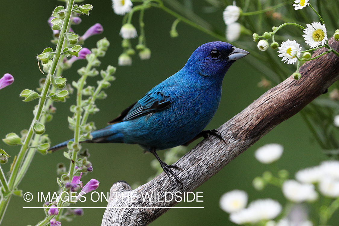 Indigo bunting in habitat.