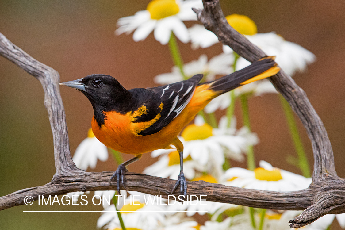 Baltimore Oriole on branch.