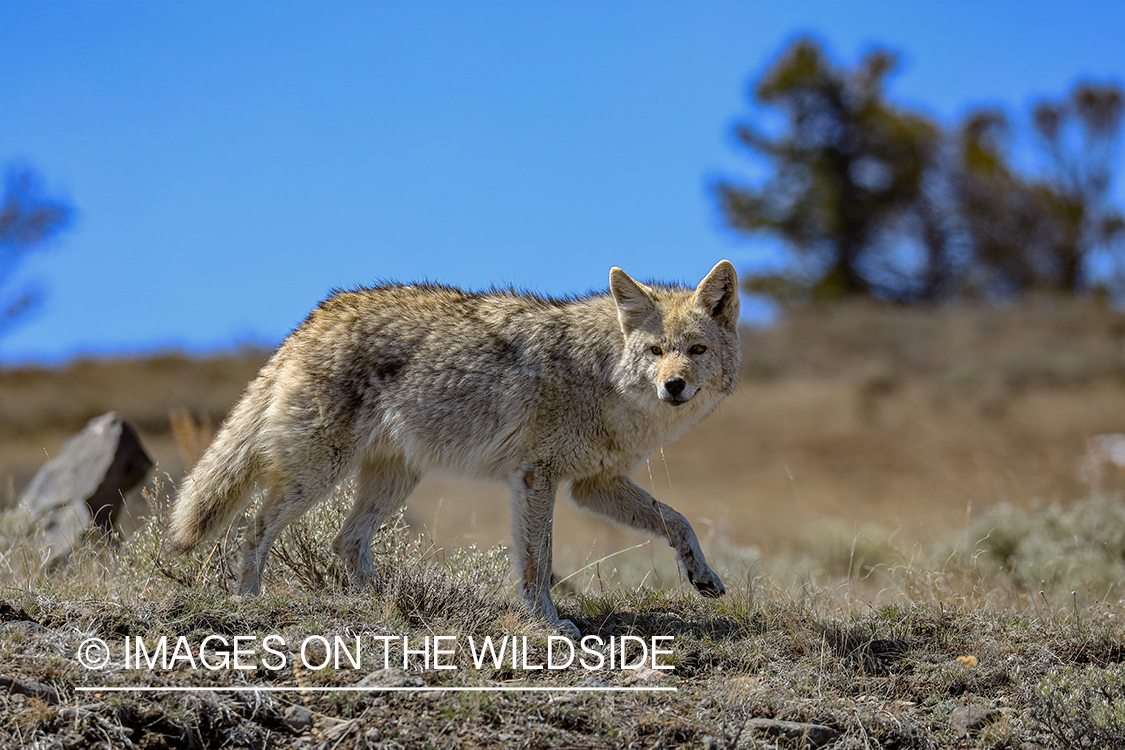 Coyote in habitat.