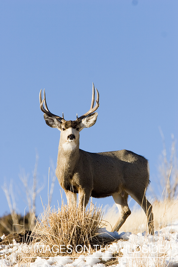 Mule deer in habitat.