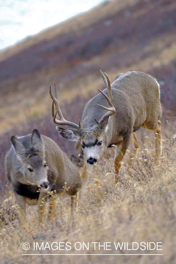 Mule deer 