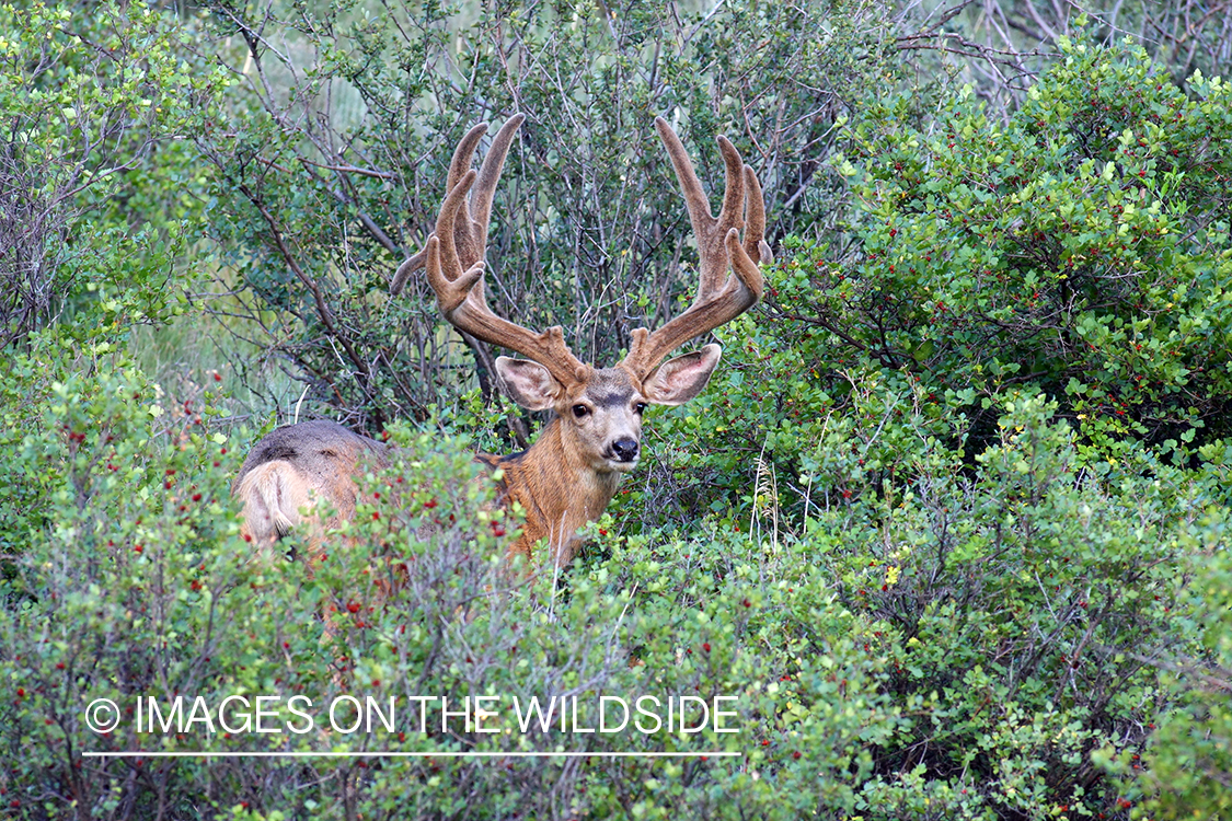 Mule deer buck in habitat. 