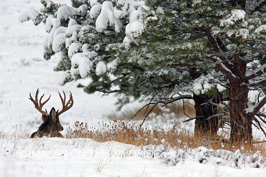 Mule deer buck in habitat. 