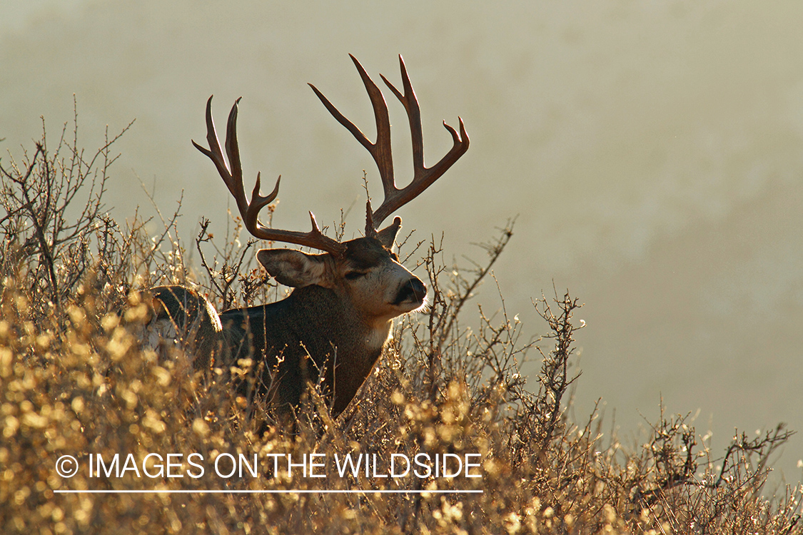 Mule Deer buck in habitat.