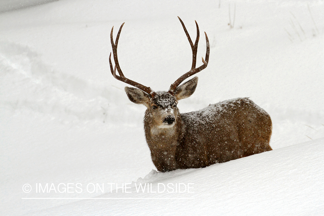 Mule deer buck in snow.