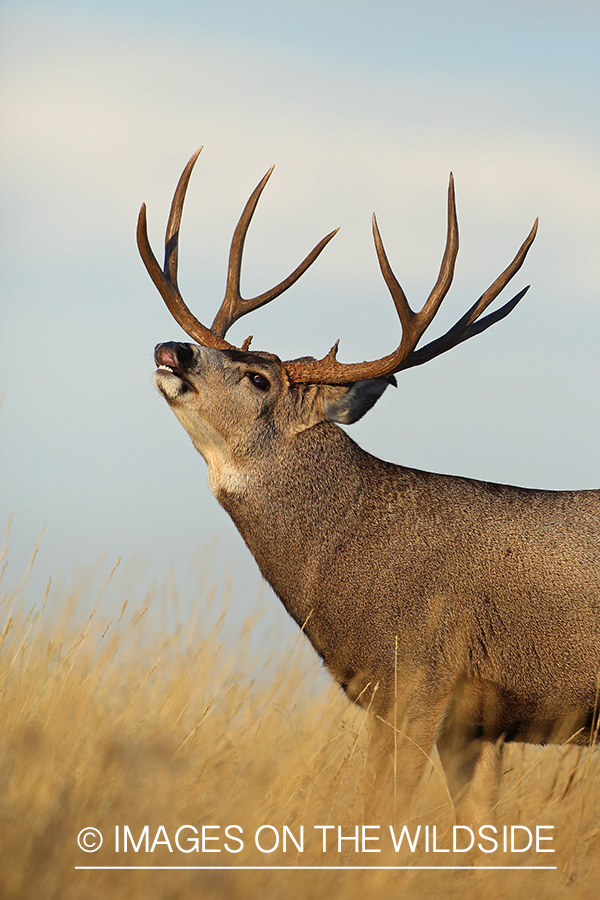 Mule deer buck lip curling.