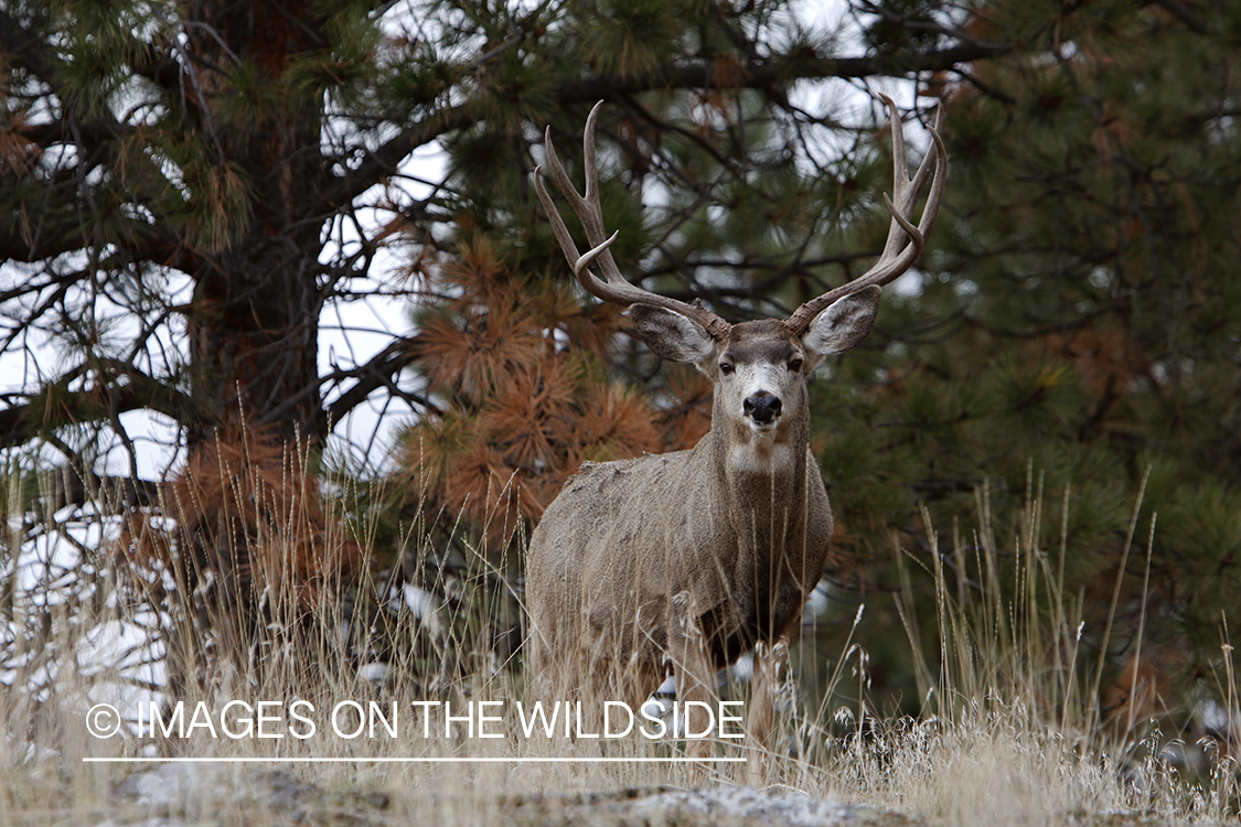 Mule deer buck in field.