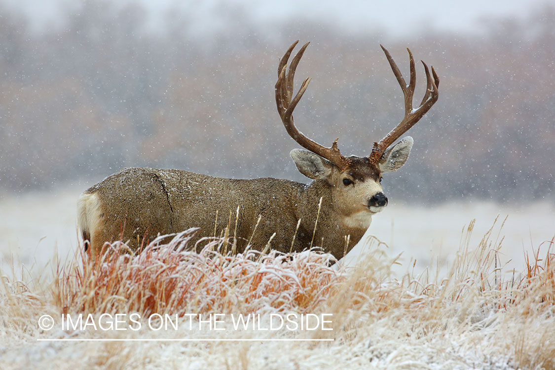 Mule deer buck in winter field.