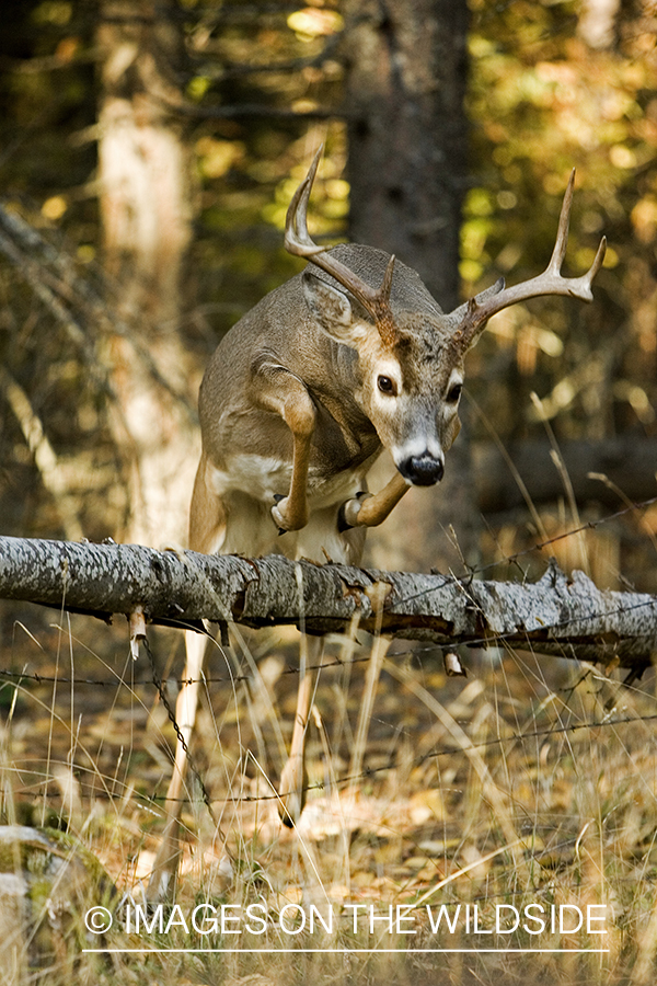 White-tailed deer jumping fence