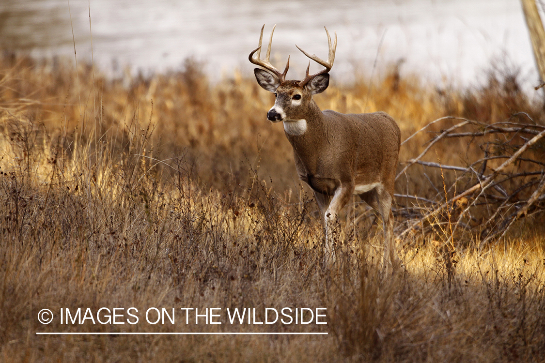 Whitetail Buck