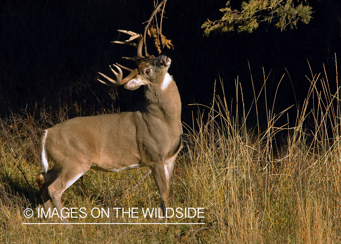 Whitetail Buck in Rut