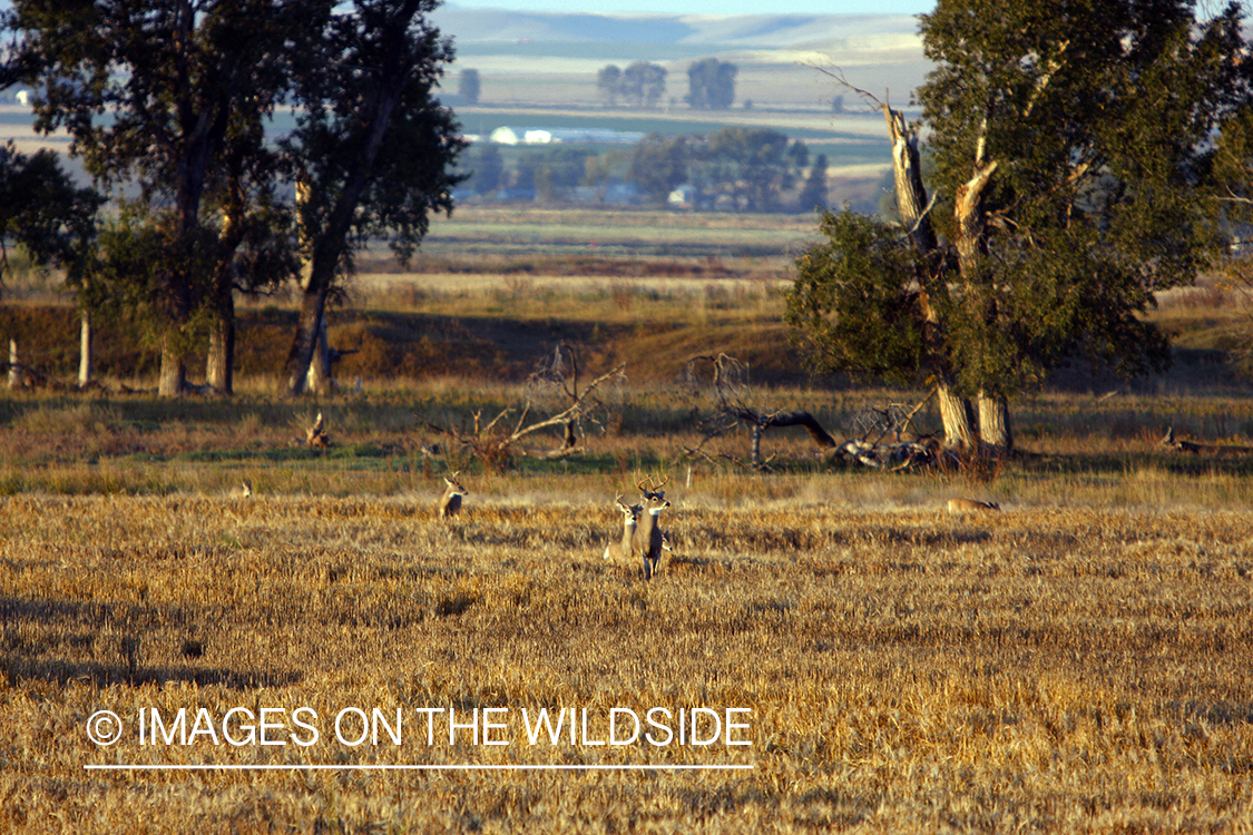 Whitetail deer in field