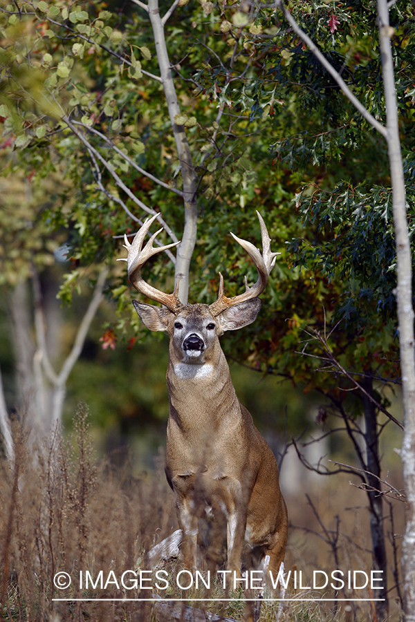 Whitetail buck in habitat