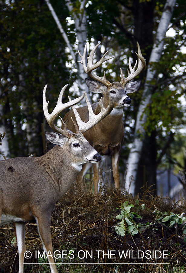 Whitetail bucks in habitat