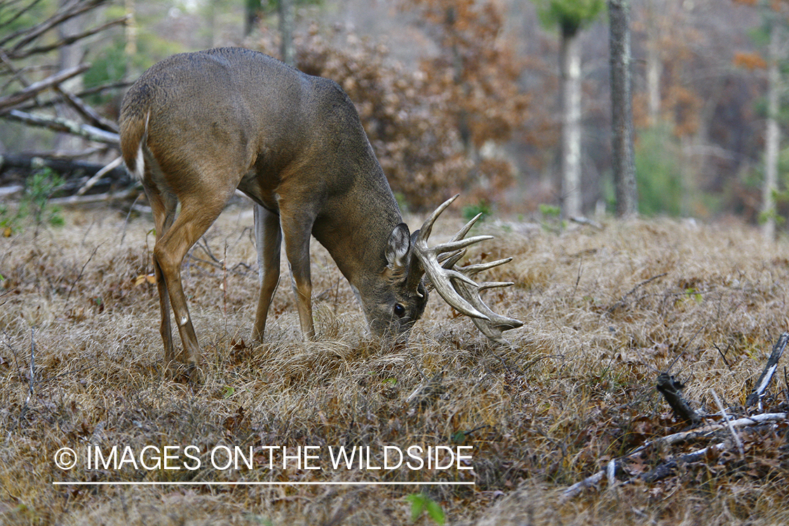 Whitetail buck in habitat