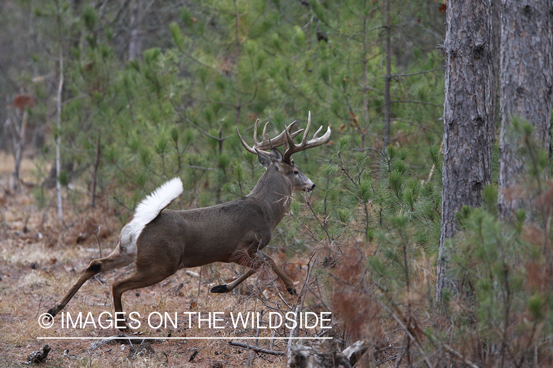 Whitetail buck running.