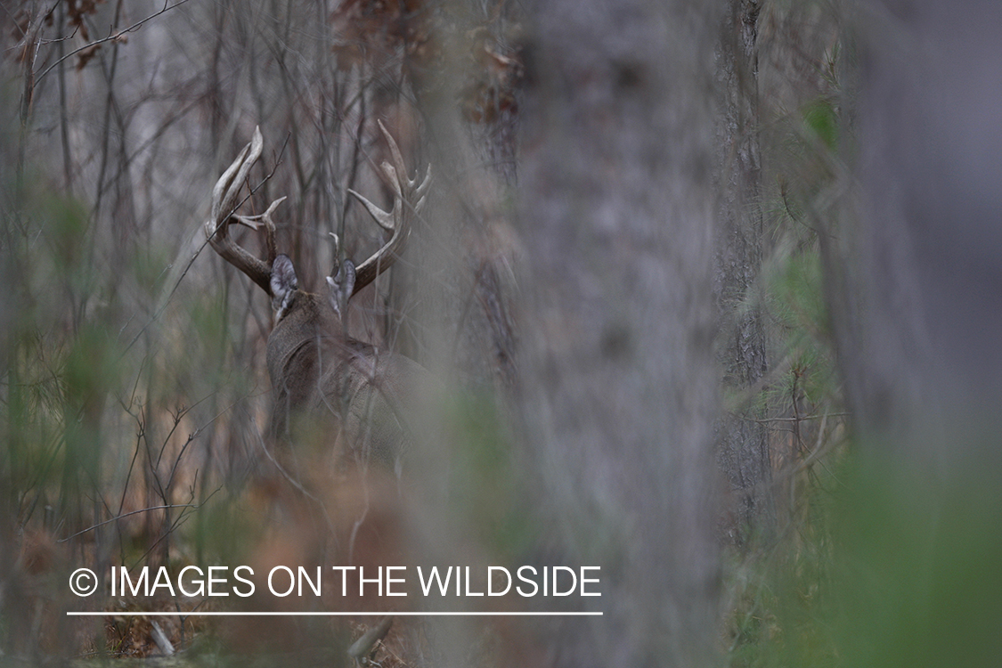 Whitetail buck in habitat.