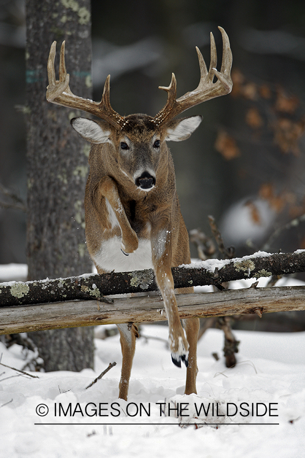 White-tailed buck in habitat.