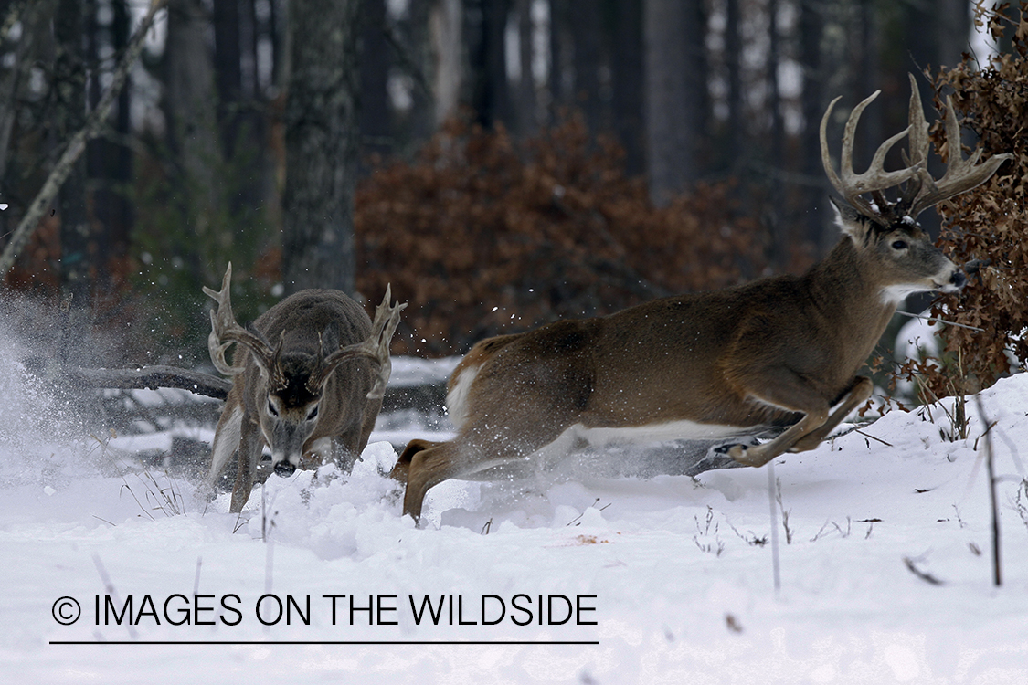 White-tailed buck in habitat.