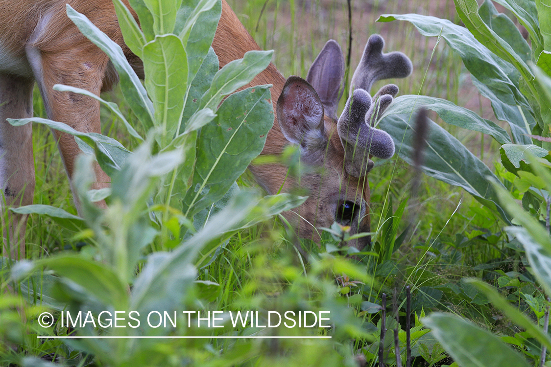 Summer Deer in Velvet