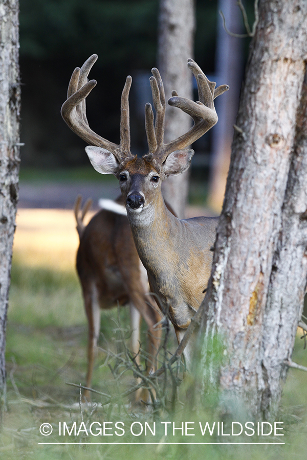 White-tailed deer in velvet