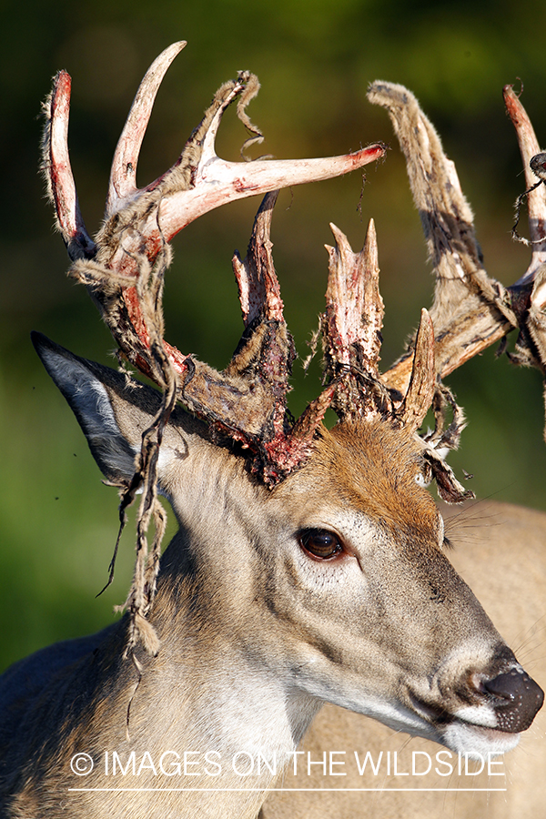 White-tailed buck in velvet 