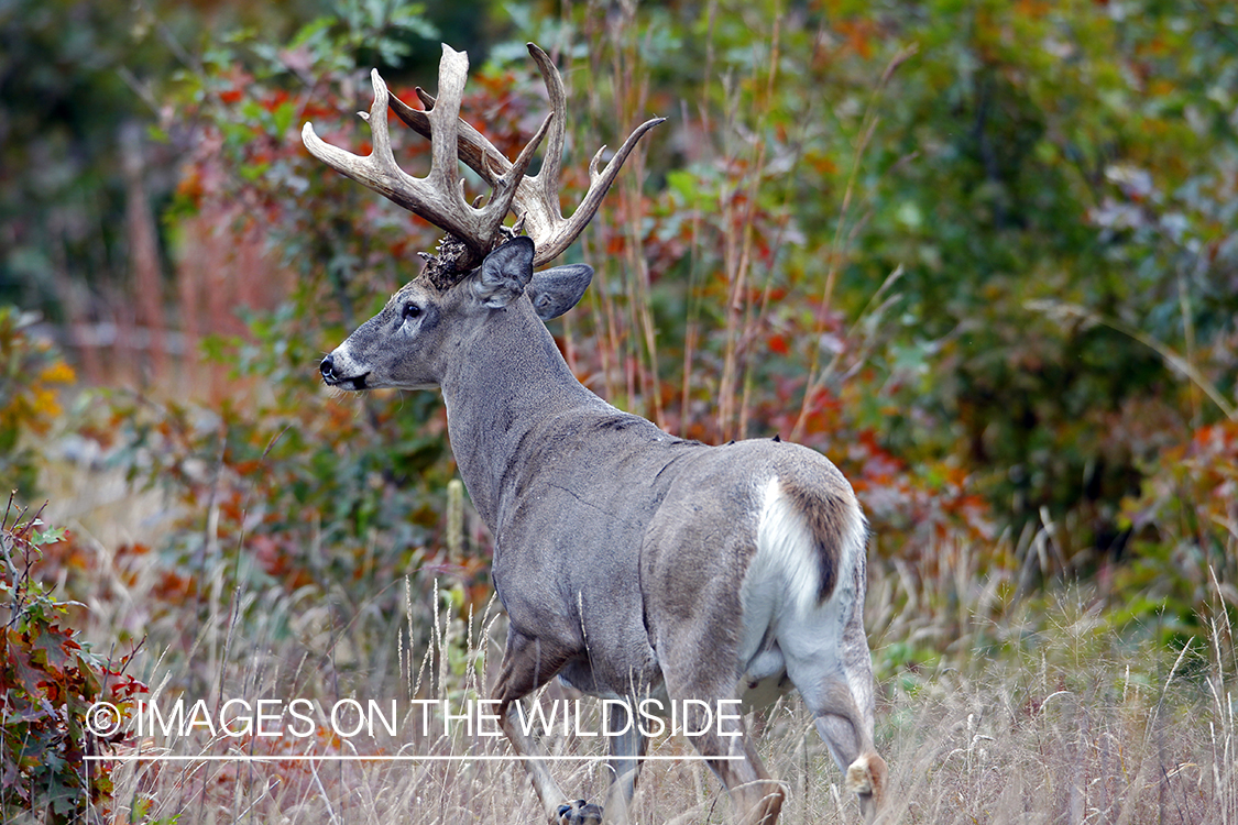 White-tailed buck in habitat. *