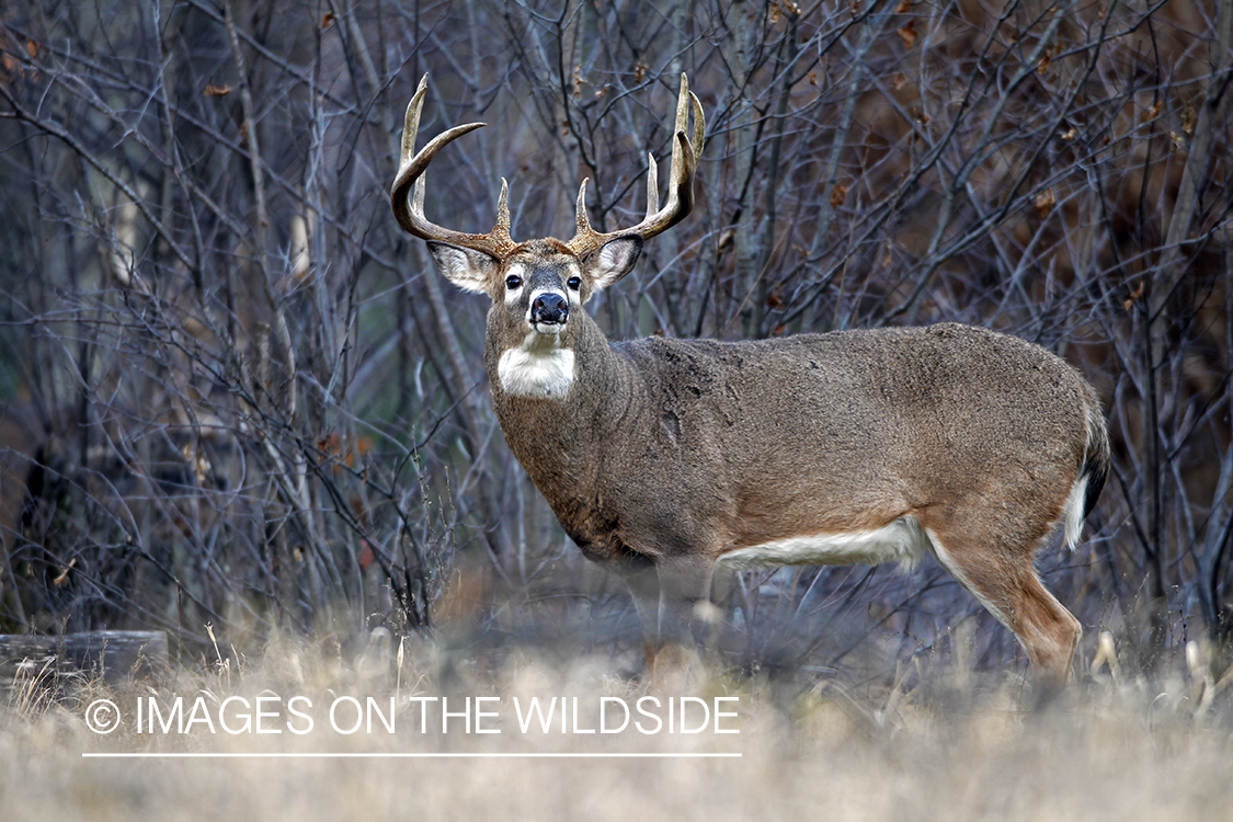 White-tailed buck in habitat. *