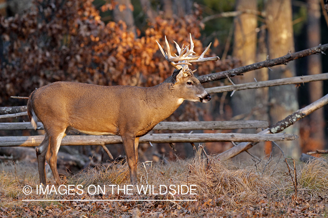 White-tailed buck in habitat. 