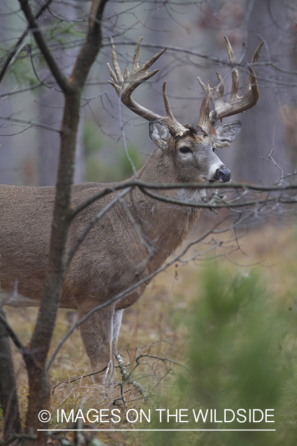 White-tailed buck in habitat. 