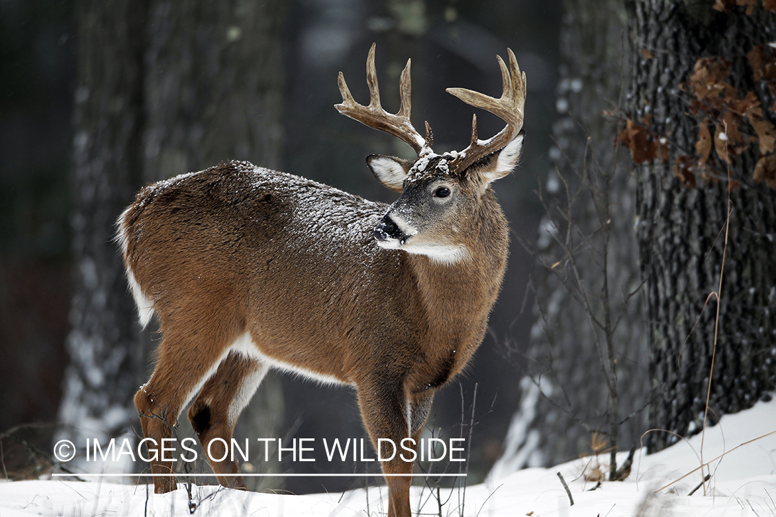 White-tailed buck in habitat. *