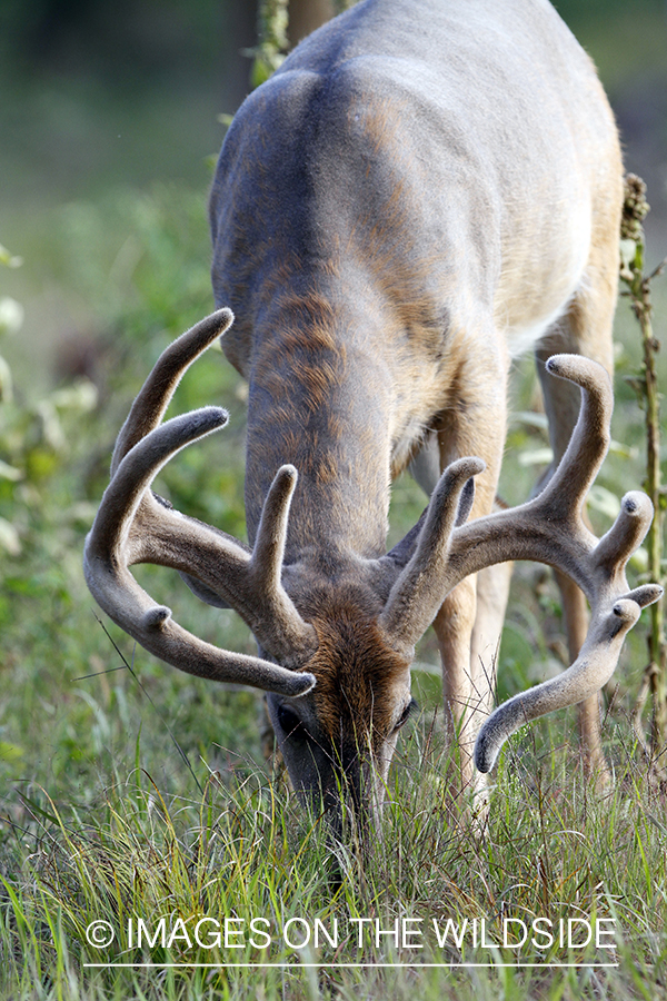 White-tailed buck in velvet.  