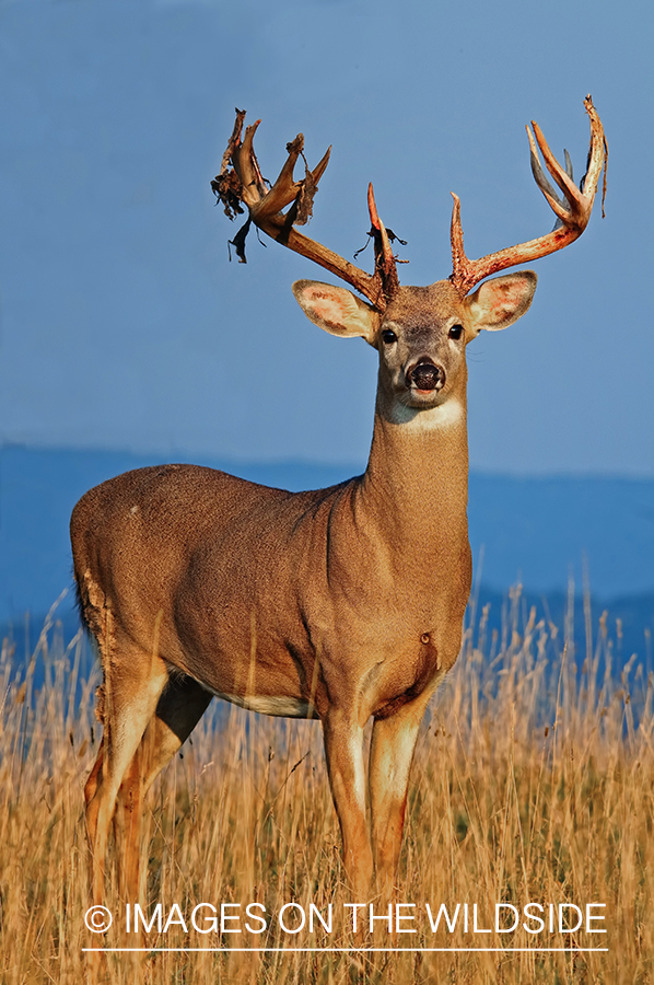 White-tailed buck shedding velvet. 