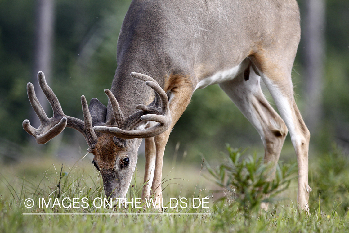 White-tailed buck in velvet.  