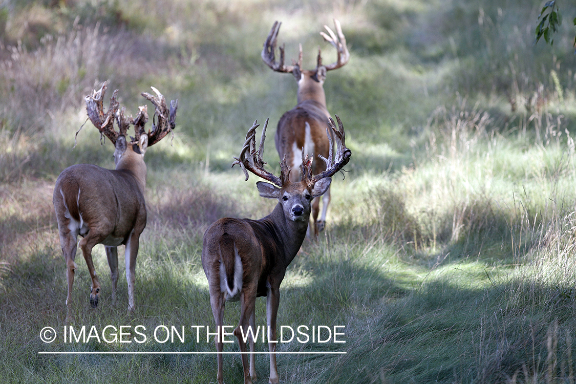 White-tailed bucks shedding velvet.  