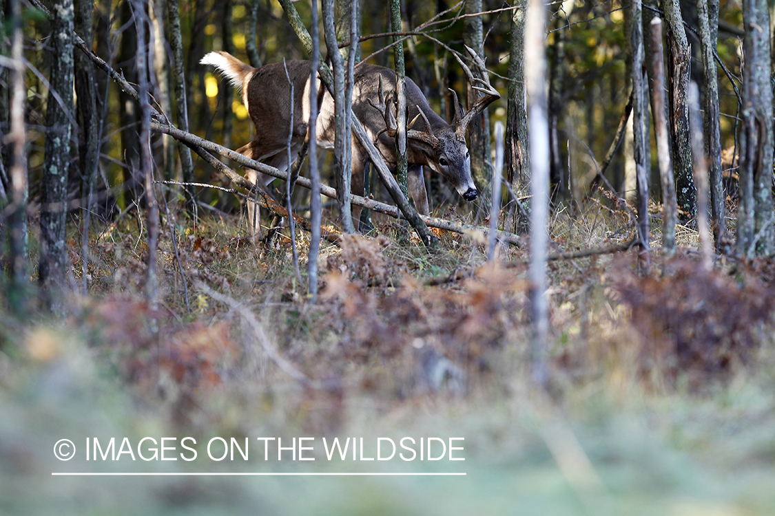 White-tailed buck rubbing tree. 