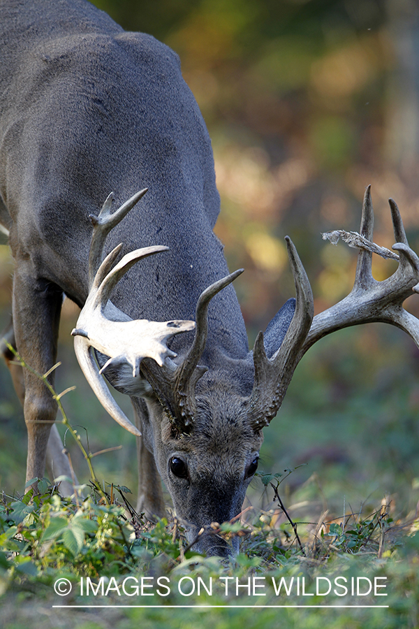 White-tailed buck in habitat. 