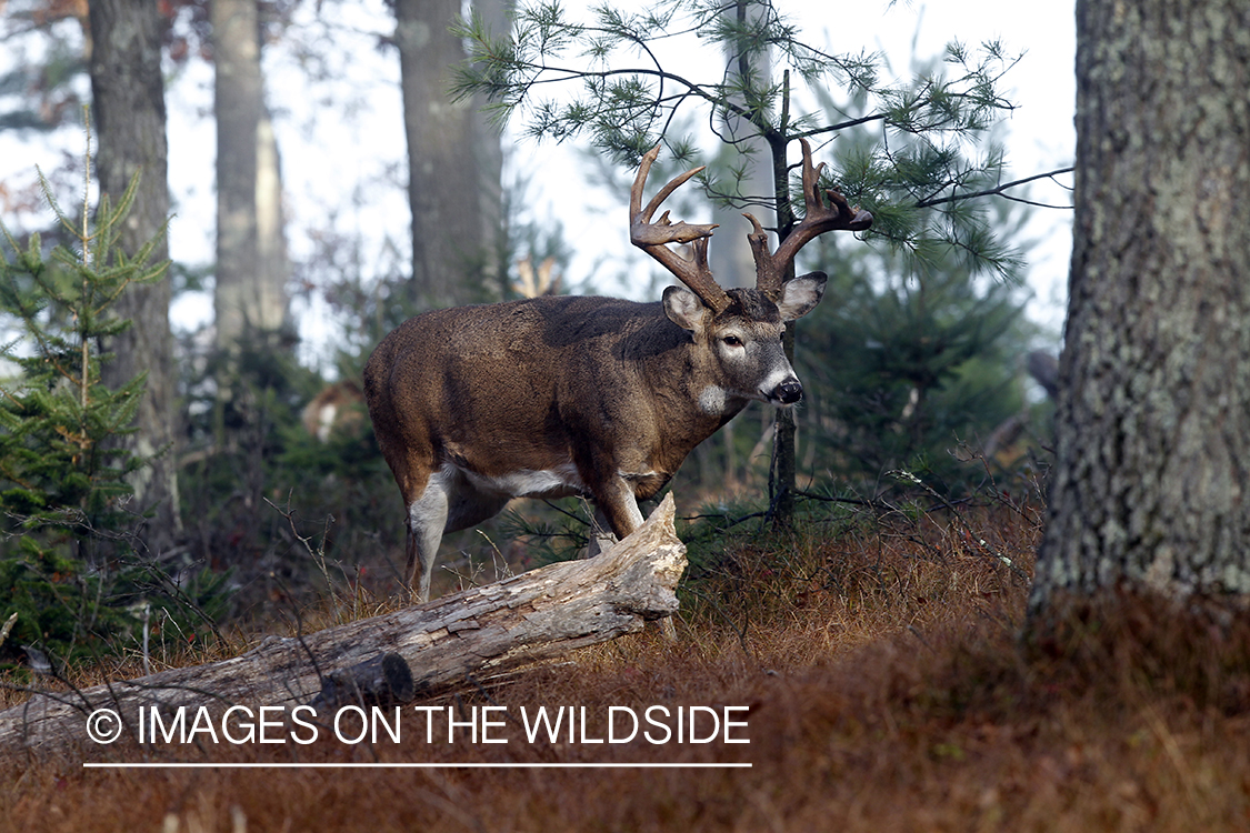 White-tailed buck in habitat.  