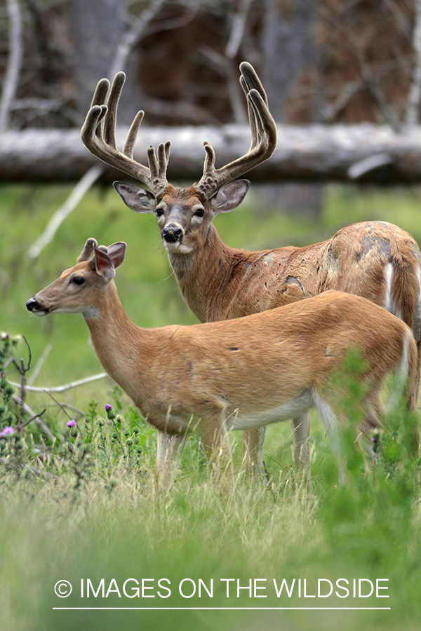 White-tailed bucks in velvet.