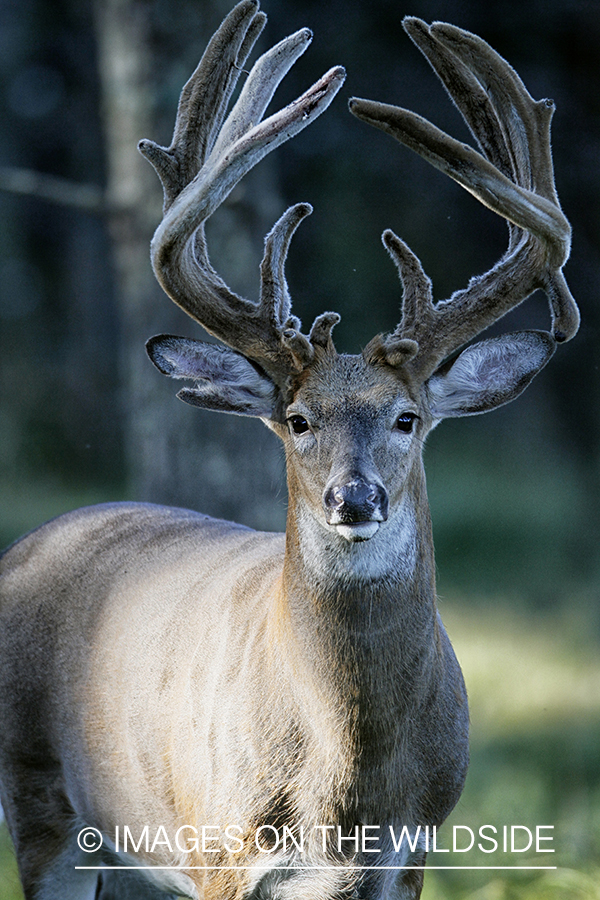 White-tailed buck in habitat.