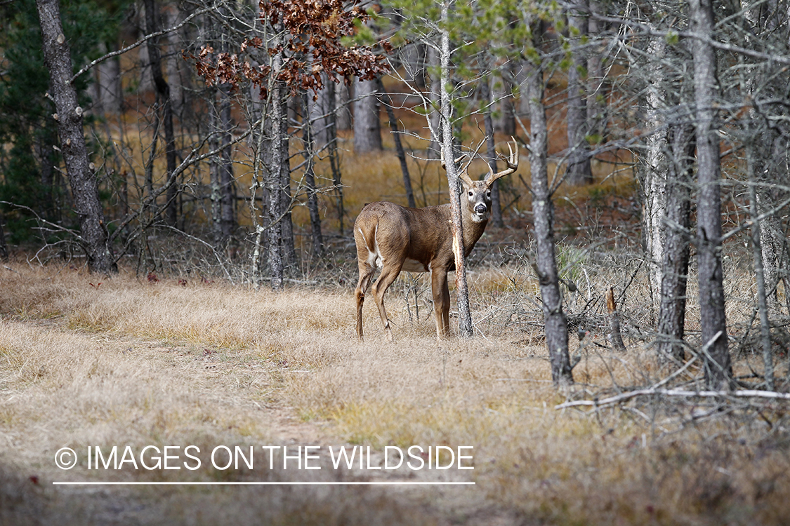 White-tailed buck in habitat.