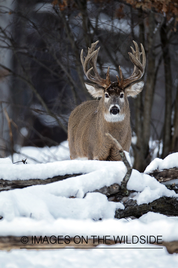 White-tailed buck in winter habitat.