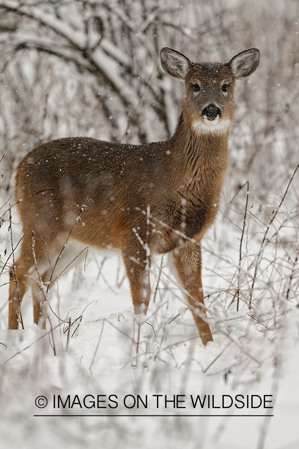 White-tailed fawn in habitat.