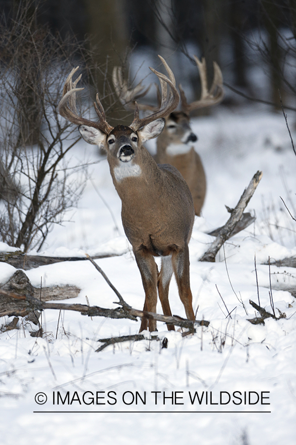 White-tailed bucks in habitat.