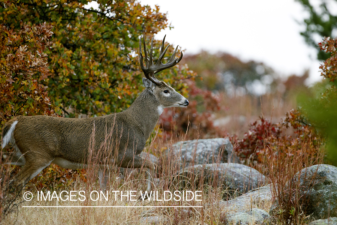 White-tailed buck in habitat. 