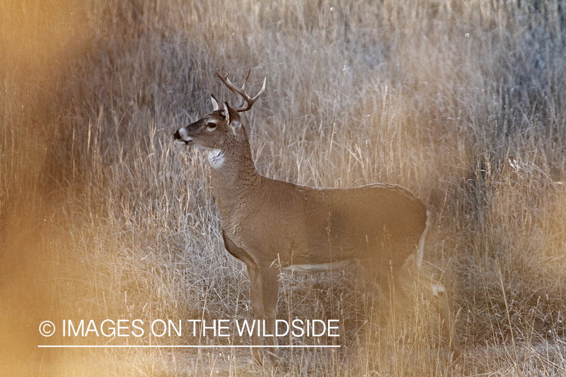 View of White-tailed buck in habitat from tree stand.