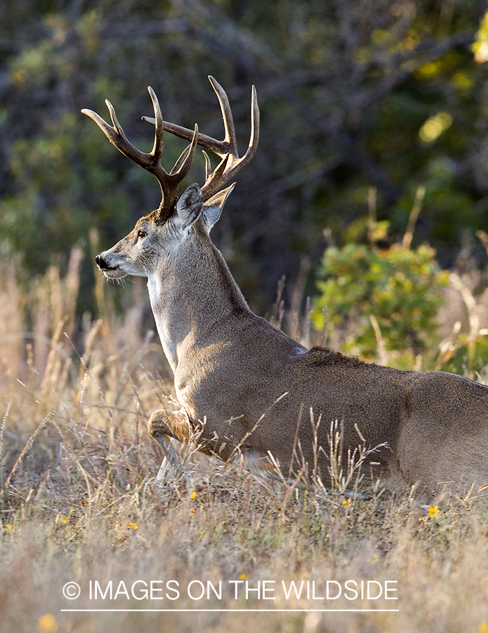 White-tailed buck fleeing in habitat.