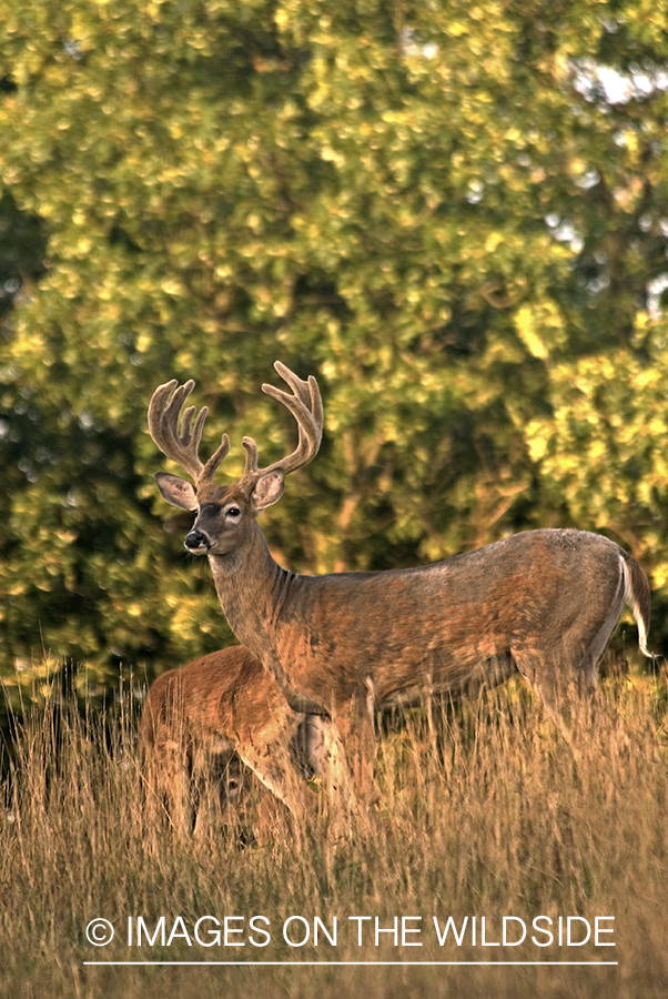 White-tailed buck in velvet.